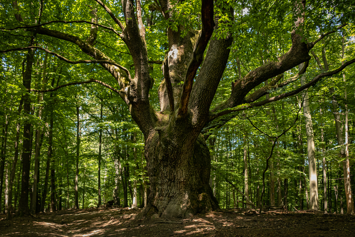 Dub. Posvätný strom Boha Peruna
