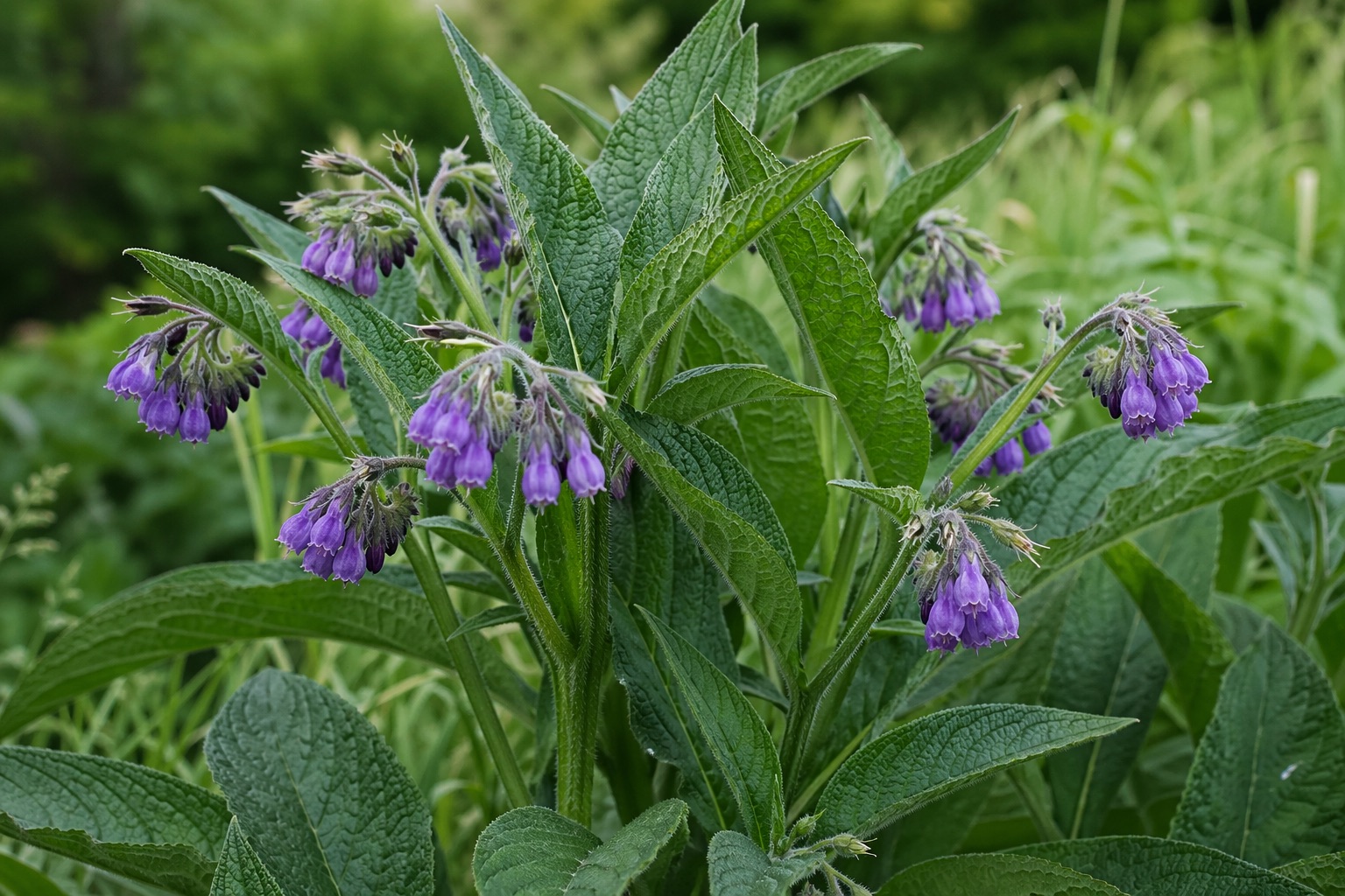 Návrat ke slovanskému bylinkářství III: Kostival lékařský